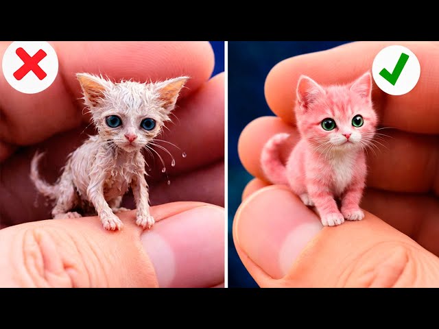 Hilarious Cat Reactions to Viral TikTok Trends Unleashed | By Meow-some! Live