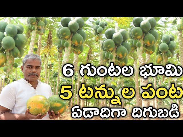 I grew 5 tons of papaya in 20 months for 15 cents | Papaya Farming | Rythu Badi