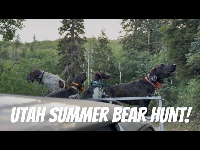 Utah Summer Bear Hunt with Hounds! 