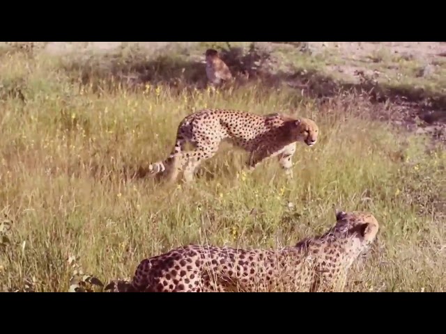 Leopard vs Big Python Snake Real Fight!