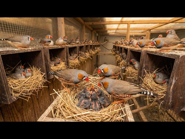 I Bred 100 Finches Using This Simple Trick