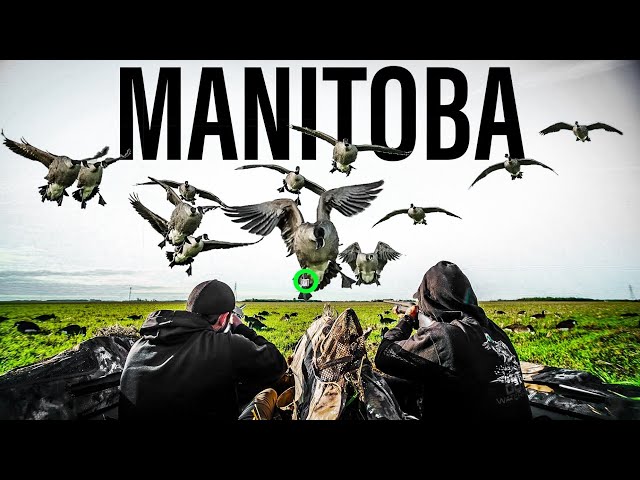 2 DAYS 2 GUYS HUNTING MANITOBA GEESE!