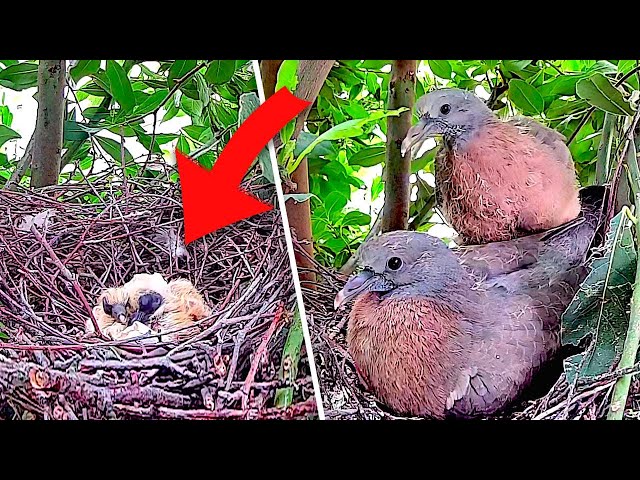 Wood Pigeon Nest | Egg to Fledging (Highlights) - June 2025 | Backyard Bird Nest Watching