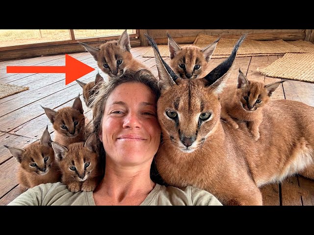 I Rescued ONE Caracal... But He Came Back with an ARMY of Mini-Floppas!