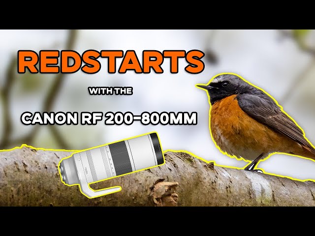 Can I Find My First Redstart Of The Year? | UK Bird Photography
