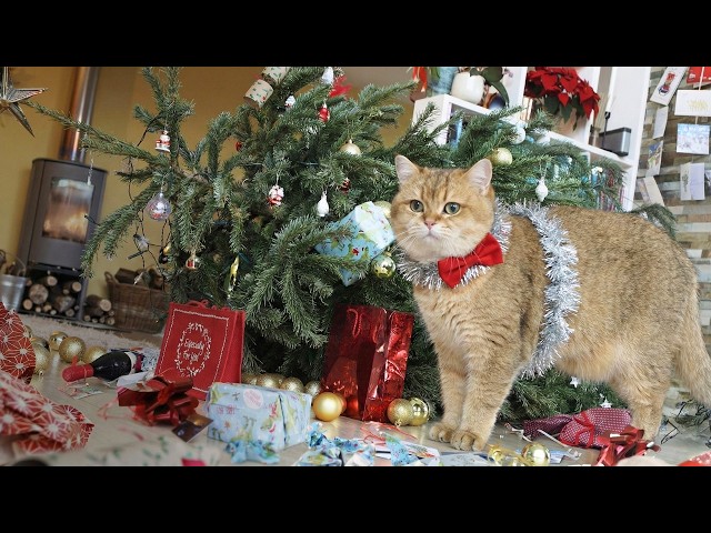 Cat Holiday Madness | FUNNY & CUTE Christmas Cat Videos 😂