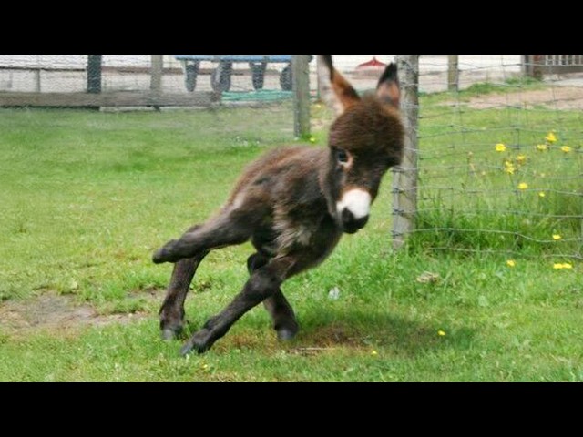 Funny Donkey Moments You Never Expected! 🤣 Funniest Animal Videos 2025