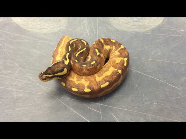 The Florida Reptile Ranch- Mardi Gras Ball Python