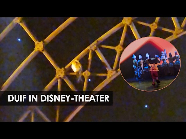 Duif verstoort Mickey and the Magician in Disneyland Paris