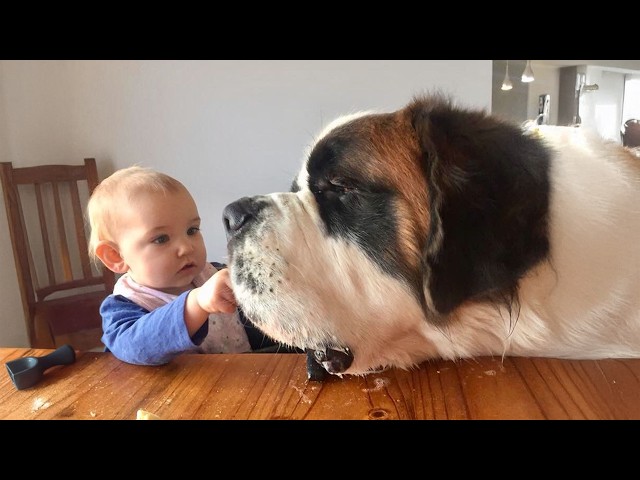 When Big Dogs Become the Sweetest Babysitters ❤️