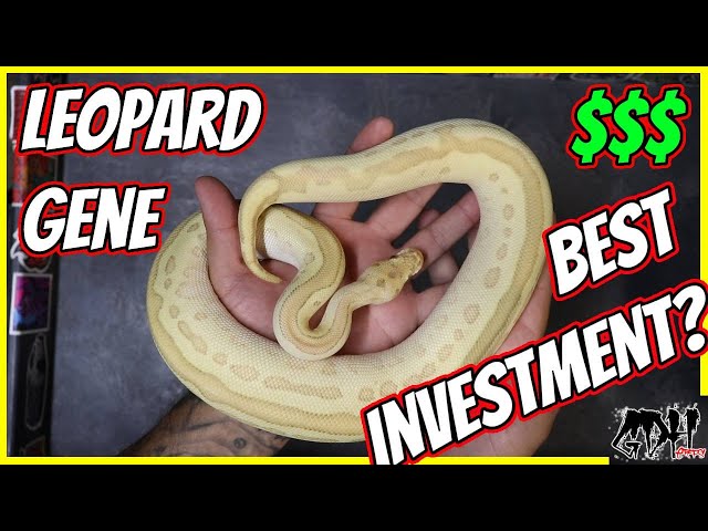 LEOPARD BALL PYTHONS! THE SINGLE BEST GENE TO INVEST IN?