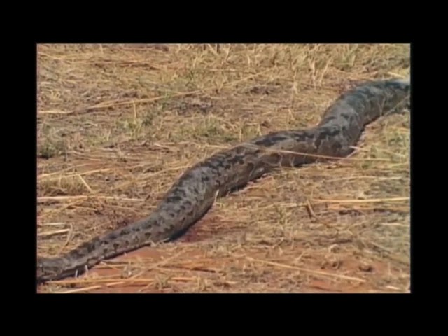 Python vs Male Lion