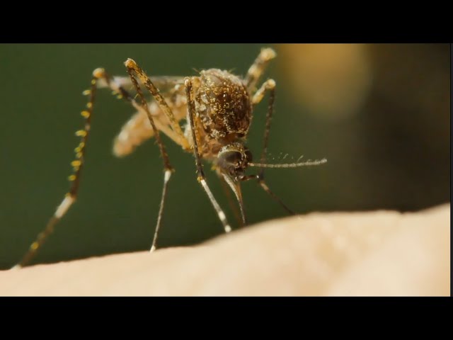 What's Happening with Mosquitoes | Mini Documentary