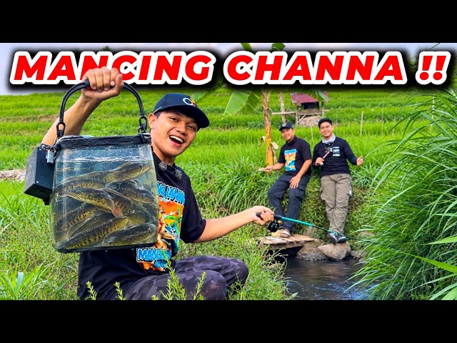 TARGETING CHANNA FISH!! FISHING IN A RIVER IN THE MIDDLE OF THE RICE FIELDS !!! Caught A Lot 😱