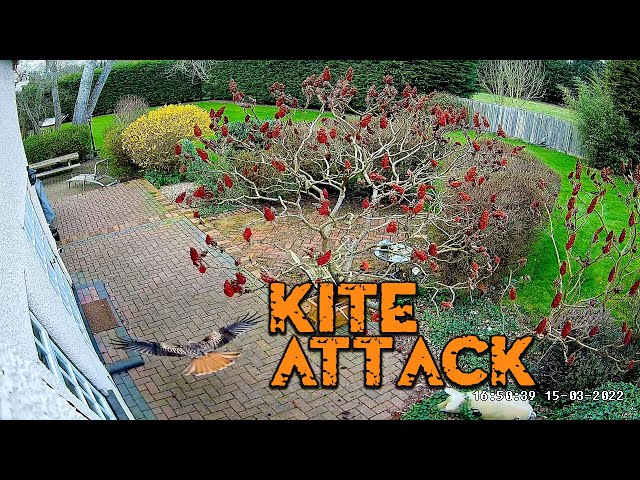 Red Kite attack