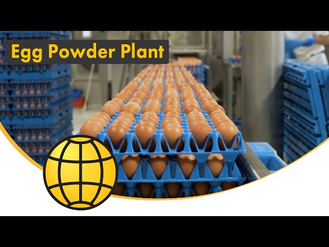 Egg Powder Production Plant - Breaking, Pasteurization, Spray Drying - SANOVO TECHNOLOGY GROUP