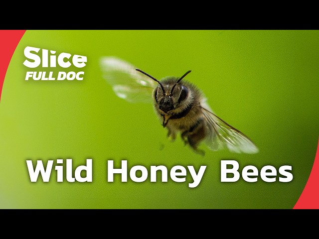 How Europe Lost Its Wild Honey Bees | FULL DOCUMENTARY