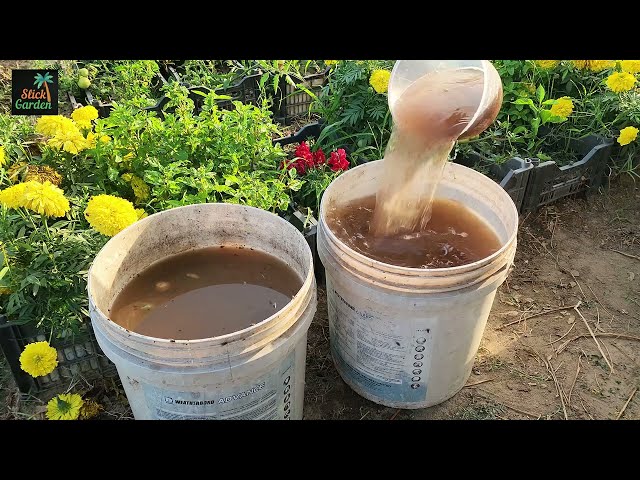 This Homemade Liquid Turns Dead Plants Into Green Monsters!