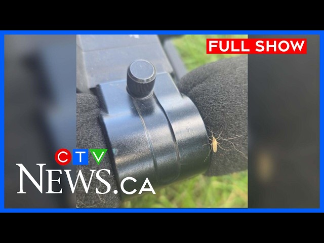 Sask. dealing with abundance of mosquitoes | CTV News Saskatchewan Your Morning for July 15