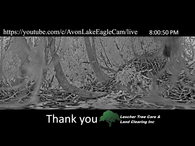 Avon Lake Eagle Cam 1 - 360 Degree