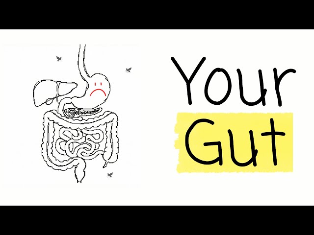 Gut Health Explained in 5 minutes (No BS)