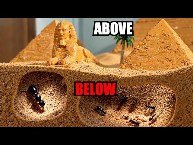 Simulating an Ant Colony for 100 Days Inside an Ancient Pyramid