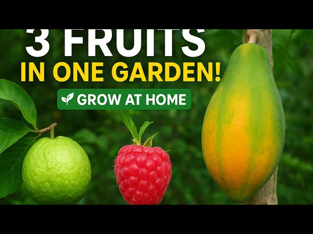 🌿 3 Fruits in One Garden! 🍈🍓🍍امرود • رس بیری • پپیتا — گھر پر اگانے کا آسان طریقہ 🌱