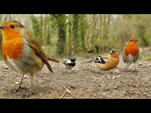 Videos y Película Para Gatos - Canto de Aves