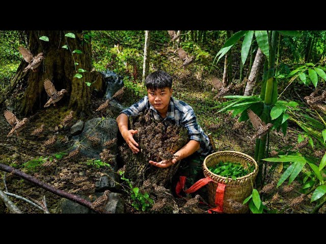 Trieu Kang Rescues a Flock of Orphaned Baby Birds in the Mountains