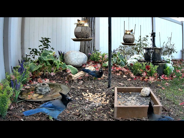 LIVE Bird Feeder Cam | Rocky Mountain Wild Birds | Ground Feeding, Birdbaths & Fountain | 4K