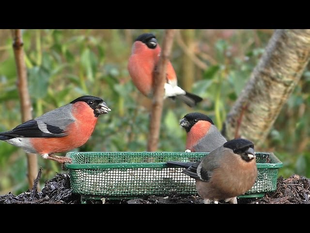 Bullfinch Bird Bonanza