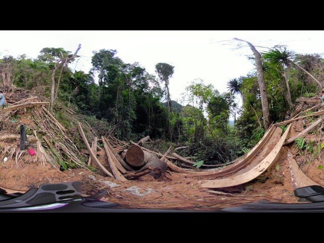 Timber Harvesting in Primary Forest