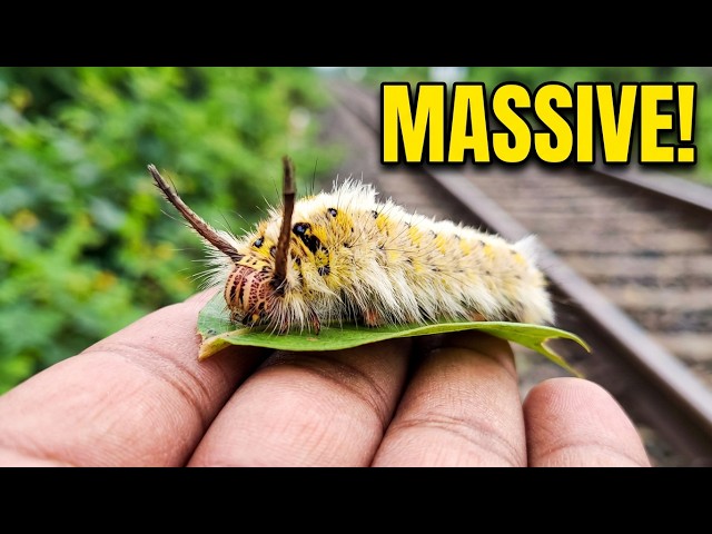 Hunting Amazing Giant Moths on the Railway! 🦋