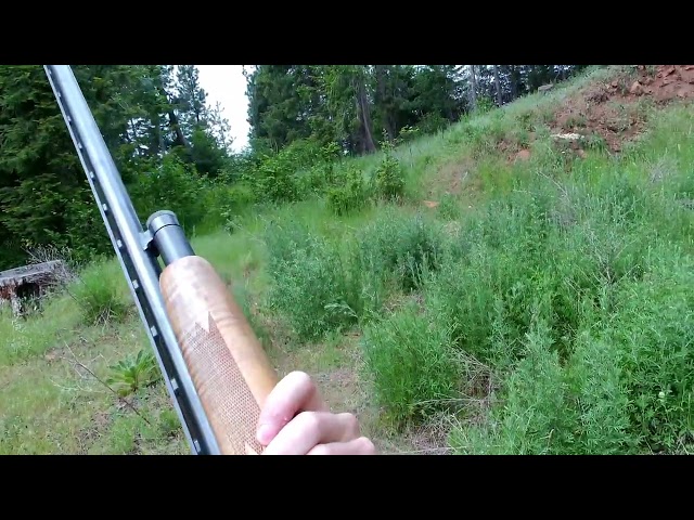 Goose egg bait for crow hunting
