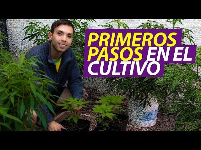 Guía de Cultivo en Exterior I Primeros pasos