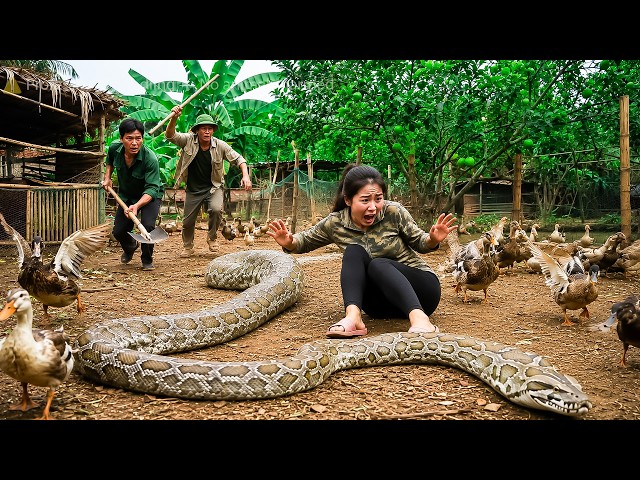 72 Hours of Terror: Giant Python Ambushes a Girl as a Farmer Rushes to Save Her!