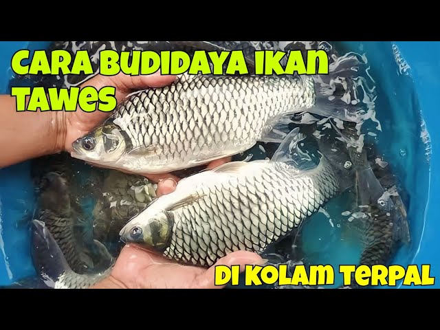 HOW TO CULTIVATE TAWES FISH IN TARPAULIN POND, EASY AND PROFITABLE.