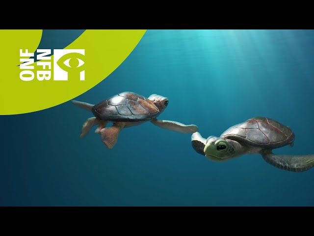 A SEA TURTLE STORY | Full Animated Film | National Film Board of Canada