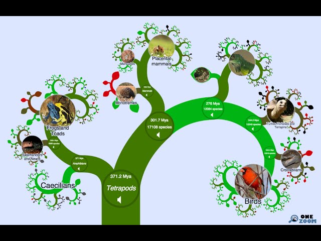 The OneZoom Tree of Life Explorer at Age Three: Evolution 2015