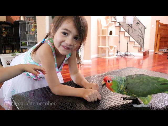 Surprising my Parrot with a Playdate! My bird flies after her!
