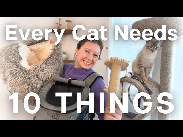 The 10 things you NEED for your cat: Shopping checklist for new cat parents