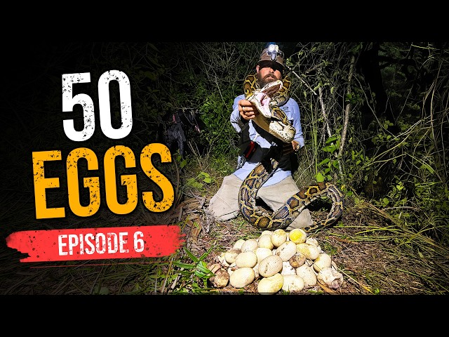 We Found 50 Python Eggs Hidden Under a 13-Foot Python | Saving the Glades Ep.6