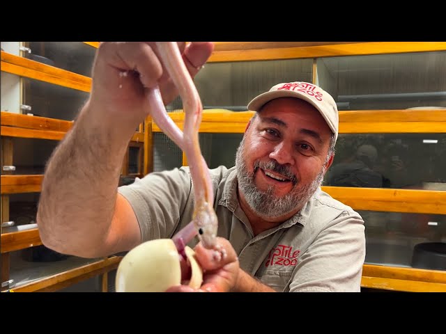 Hatching World's First Baby Reticulated Pythons! (Crazy Rare Snakes)