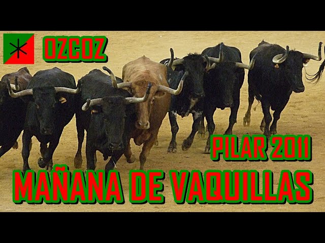 🟡🏃🏻‍♂️🐂 PILAR FESTIVAL HEIFER MORNING 2011 BY HERMANOS OZCOZ
