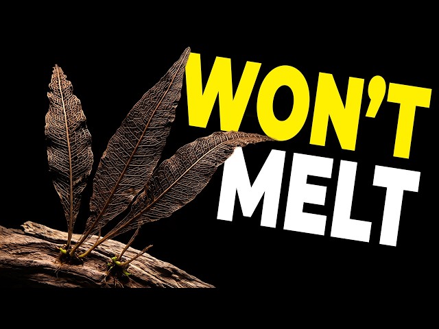 STOP Plant Melt! 10 Cold Water Aquarium Plants (No Heater Required)