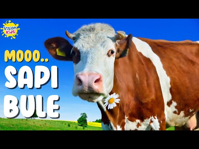 SUARA SAPI MOO.. MOO.. | SAPI LUCU