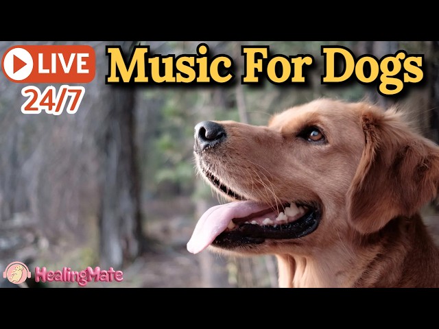 🔴24/7 Dog Music🎵🐶Calming Sleep Music for Anxious Dogs 🐶🎵Music to Ease Separation Anxiety🔴21