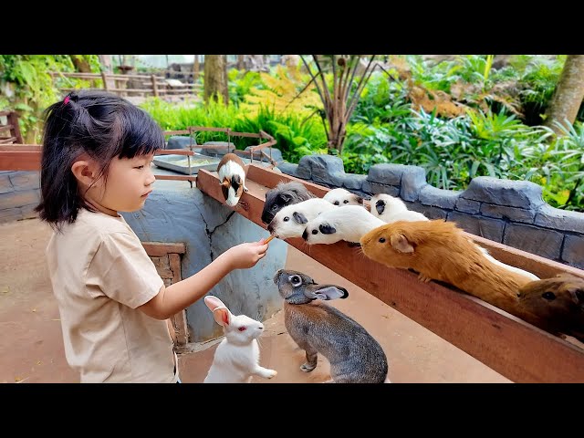Feeding Guinea Pigs, the Cutest Rabbits - Animal Learning for Kids