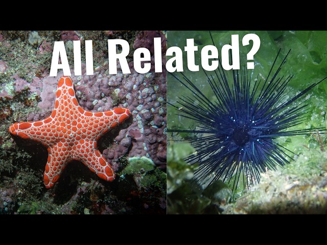 Echinoderms | From Sea Stars to Sea Urchins