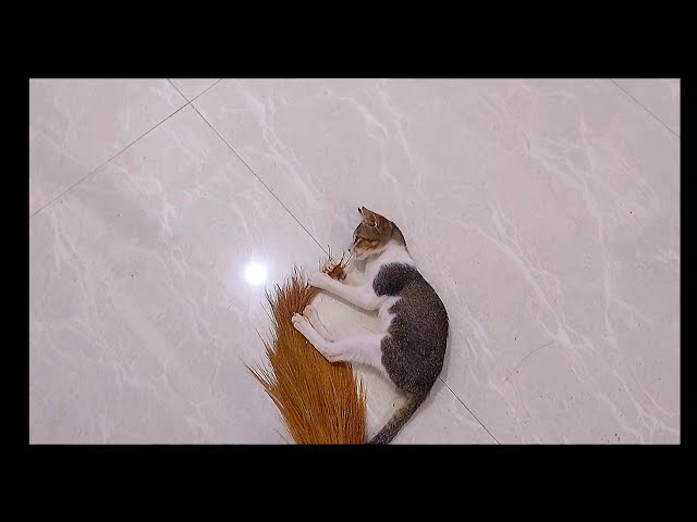  Cat Videos For Cats To watch || Funny Cat Videos try not to laugh #catvideos 